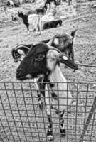 tranquillo, calmo domare capra animali su un' azienda agricola su canarino isola fuertaventra foto