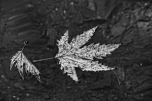 autunno colorato foglia dire bugie su pulito freddo acqua foto