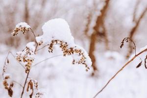 vecchio secco campo fiore nel inverno nevoso giorno nel il prato nel avvicinamento foto