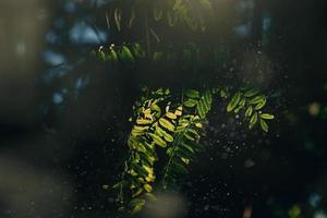 verde le foglie di acacia albero nel avvicinamento nel caldo raggi di sole naturale sfondo foto