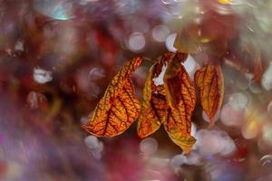 autunno oro Marrone le foglie su un' albero su un' soleggiato giorno con bokeh foto