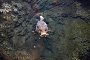 poco pesce animale nuoto nel il acquario di il zoo di saragozza nel Spagna su un' buio sfondo foto