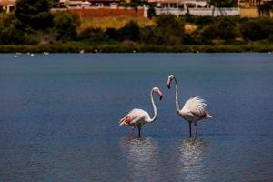 l uccello bianco-rosa fenicottero su un' salato blu lago nel Spagna nel calpe urbano paesaggio foto