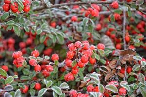 arbusto con verde le foglie e rosso frutta coperto con bianca brina foto