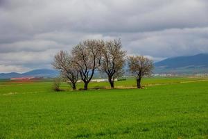primavera paesaggio a partire dal aragona nel Spagna con tre fioritura alberi nel un' nuvoloso giorno foto