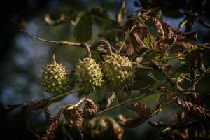 autunno germogli di castagne su un' albero ramo circondato di le foglie illuminante il caldo sole foto