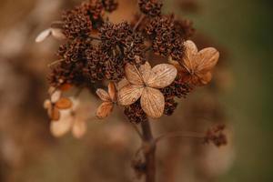 Marrone secco ornamentale fiori nel il giardino su un' freddo autunno giorno foto