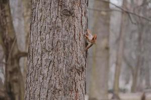 poco rosso scoiattolo nel autunno inverno parco nel Polonia foto