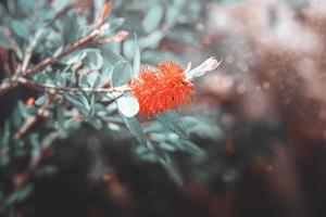 rosso fiore nel il giardino nel il raggi di il estate sole avvicinamento foto