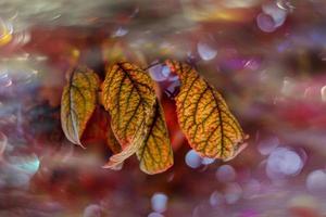 autunno oro Marrone le foglie su un' albero su un' soleggiato giorno con bokeh foto