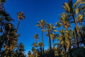 grande verde palma albero contro il cielo foto