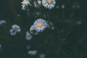 ultimo autunno blu fiori su un' verde sfondo nel il giardino avvicinamento foto