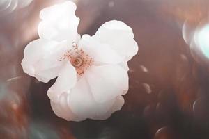 bianca rosa nel caldo autunno sole nel avvicinamento e bokeh foto