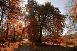 pittoresco autunno foresta paesaggio con colorato alberi e conifero e sporco percorsi foto