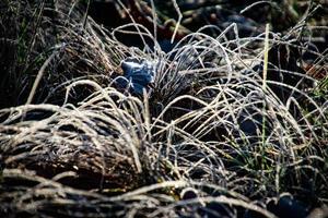 il primo notte nel novembre smerigliato nel bianca e verde erba foto