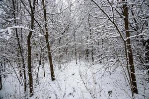 inverno naturale paesaggio con innevato alberi nel il foresta e un' stretto sentiero foto