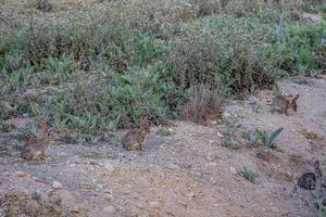 poco selvaggio grigio coniglio nel naturale habitat nel Spagna foto