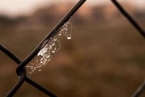 poco delicato acqua gocce su un' ragno ragnatela nel avvicinamento su un' nebbioso giorno foto