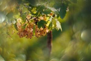 maturo bianca ribes nel un' estate giardino su un' cespuglio su un' estate giorno foto