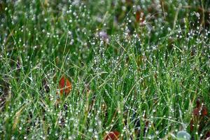 bellissimo verde giovane signora con gocce di pioggia splendente nel il sole foto