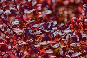 rosso autunno le foglie su un' piccolo albero foto