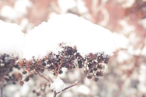 inverno bellissimo pianta rivestito con congelato bianca neve e ghiaccio foto