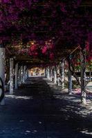 passerella nel il parco su un' primavera giorno con fioritura viola buganvilias fiori foto