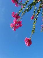 rosa ramoscello con buganvilias fiori contro il blu senza nuvole cielo foto