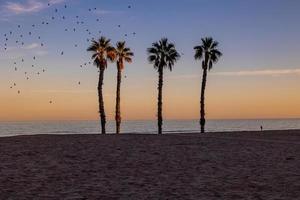 mare paesaggio pace e silenzioso tramonto e quattro palma alberi su il spiaggia foto