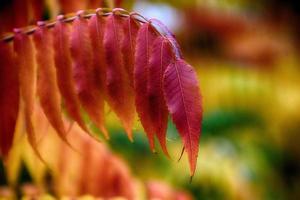 autunno rosso le foglie su il cespuglio illuminato di il caldo pomeriggio sole foto