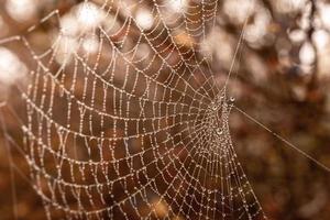 poco delicato acqua gocce su un' ragno ragnatela nel avvicinamento su un' nebbioso giorno foto