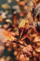 d'oro autunno cespuglio le foglie illuminato di caldo sole nel il giardino foto