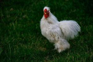 di razza galline su il verde erba nel il giardino su un' estate giorno biologico agricoltura foto