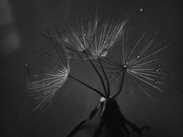 bellissimo estate naturale fiore dente di leone nel avvicinamento foto