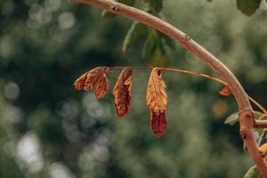 autunno oro Marrone le foglie su un' albero su un' soleggiato giorno con bokeh foto