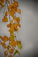 autunno d'oro betulla le foglie su un' ramo foto