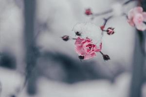 rosa rosa con bianca neve nel il giardino su un' gelido giorno foto