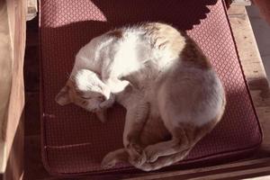bianco rosso gatto addormentato su un' sedia nel il caldo luce del sole durante il giorno foto