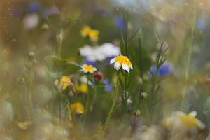 fiori selvatici nel un' prato avvicinamento nel Europa su un' caldo estate giorno foto