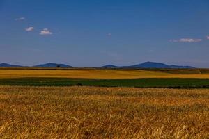 bellissimo naturale agricolo sfondo Grano nel il campo caldo estate prima raccogliere foto