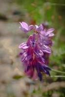 mazzo di viola fioritura alpino hedysarum alpinum fiori su sfocato sabbia strada sfondo su soleggiato giorno foto