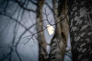 il Luna fra rami di un' betulla albero nel il parco su leggero blu cielo durante il d'oro tramonto leggero foto