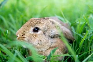 Olanda lop coniglio su verde erba foto