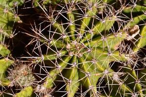 alto vicino del cactus foto