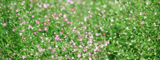 sfondo bellissimo naturale rosa fiori nel il fiore giardino foto