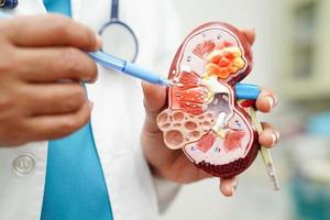 cronico rene patologia, medico Tenere modello per trattamento urinario sistema, urologia, stimato glomerulare filtrazione Vota egfr. foto