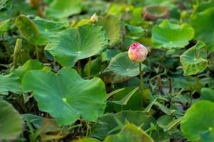 primo piano il fuoco selettivo sul fiore di loto rosa con foglie verdi sfocate sullo sfondo foto