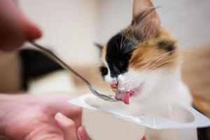alimentazione il gatto con Yogurt a partire dal un' cucchiaio a casa. foto
