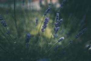 lavanda fiori nel il giardino su verde sfondo foto