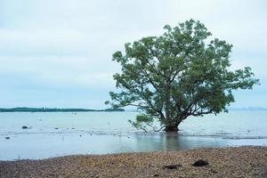 isolato grande vecchio albero di mangrovie sulla spiaggia foto